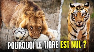 Pourquoi Le 🐯 Tigre nestil Pas Le Roi Des Animaux [upl. by Asenaj]