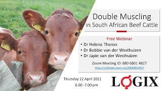 Double muscling in South African Beef Cattle [upl. by Scopp]