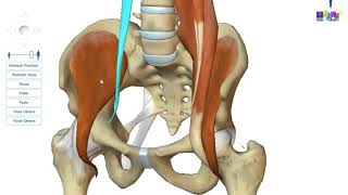 Le membre inférieur  les muscles de la région iliaque [upl. by Heron]