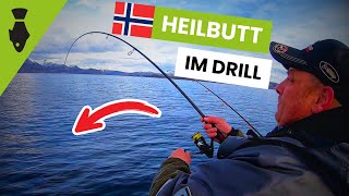 Angeln in NORWEGEN  HEILBUTT und riesige DORSCHE auf Ansage beim Angelurlaub 😱 [upl. by Dinnage]