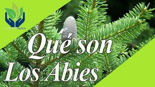 Abies Pináceas características tipos cultivo cuidados imágenes [upl. by Oirobil713]