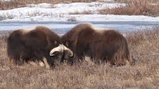 Musk Ox HeadButting [upl. by Ariet]