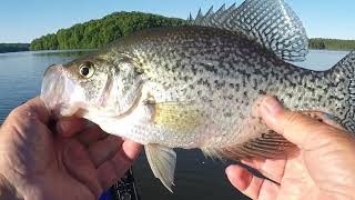 Post Spawn Crappie Back to the Deep Water [upl. by Artcele529]