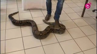 Formation des pompiers aux Nouveaux Animaux de Compagnie [upl. by Guss]