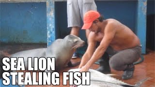 Galapagos Fish Market  Sea lion stealing fish  Puerto Ayora [upl. by Kwon]