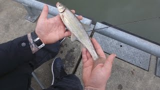 Fishing for Northern Pikeminnow in Oregon [upl. by Foss]