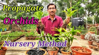 Propagate your Orchids into hundreds [upl. by High]