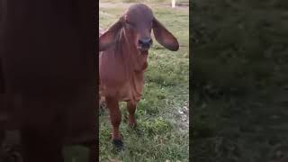 Red American Brahman bull rojogrande youtube cattleman shorts shots [upl. by Candide]