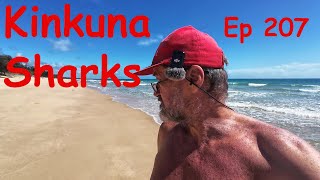 Ep 207 Kinkuna Sharks [upl. by Erlandson]