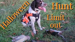 pa public land pheasant hunt on halloween [upl. by Dustman32]