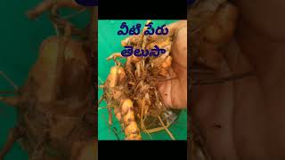 వీటి పేరు తెలుసా 🤔🥰 కామెంట్ చెయ్యండి trending viralvideos letest viral short videos subscribe🥰 [upl. by Ajani403]