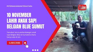 10 November Lahir Anak Sapi BB Sumut [upl. by Raddie]