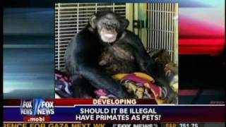 Chimp Attack  Fox News Feb 2009 [upl. by Jolda972]