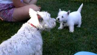 Westie puppy chats with 10 year old westie who gets the last bark [upl. by Atiral]