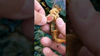 Satisfying Rescuing Monica the Shrimp from a Parasite 🦐 shorts [upl. by Ocir]