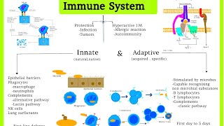 Pathology 33 Immune system Innate ampAdaptive Immunity  Difaaca jidhka lagu dhasho iyo kalakasbado [upl. by Lait]