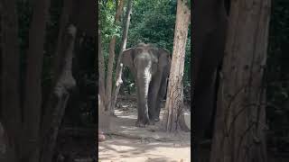 shortsvideo Travel Vlog 2024Travelling Araකැබිලිත්ත Kebiliththa [upl. by Yrellih]