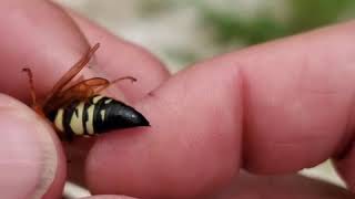 Male Bees Wasps Ants and Hornets Cannot Sting You [upl. by Philemon214]