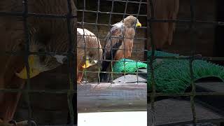 YELLOW BILLED KITES [upl. by Dorine173]