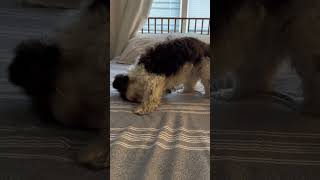 Puppy play time funnydog havanese cuteanimals [upl. by Schlosser]