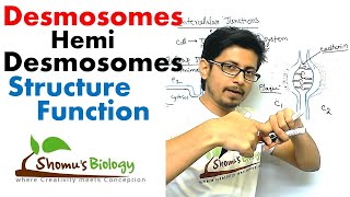 Desmosomes and hemi desmosomes [upl. by Eimat]