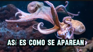 NO CREERAS COMO SE APAREAN ESTAS EXPECIES DE ANIMALES 🤯 curiosidades [upl. by Mayeda439]