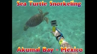 Sea Turtle Snorkeling  Akumal Bay  Playa del Carmen Mexico [upl. by Hairej]