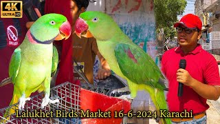 Lalukhet Exotic Birds and Parrots Market 1662024 Karachi  سوق الطيور النادرة والجميلة في كراتشي [upl. by Akemat]