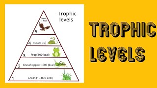 Trophic levels  Energy Levels  Plant Ecology  BSc  MSc [upl. by Vassaux206]