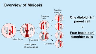 Meiosis and Gametogenesis Spermatogenesis and Oogenesis [upl. by Capon]