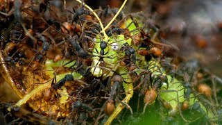 Army Ants Rampage Through The Forest  The Hunt  BBC Earth [upl. by Chariot]