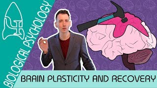 Brain Plasticity and Functional Recovery  Biological Psychology AQA ALevel [upl. by Ekez]