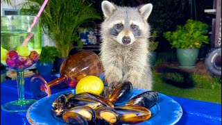 Raccoons are Eating Mussels  Raccoon Backyard Party [upl. by Affra]