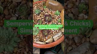 Sempervivum Hens amp Chicks Simple Arrangement  Winter Hardy Succulents Simple Arrangement [upl. by Hultgren]