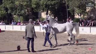 N 38 WAHID OC Spanish Nationals 2024 Colts 3 Years Old Class 6 [upl. by Hanover]