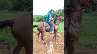 ARGOLINHA PASSOS MINAS GERAIS BRASIL 🇧🇷 argolinha horse champion [upl. by Tiphanie]