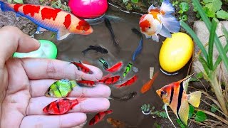 Find Colorful Ornamental fish Goldfish betta fish Catfish lobster koi fish animals Videos [upl. by King]