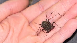 Care guide for a tailless whip scorpion🫶🏻 [upl. by Aillemac767]