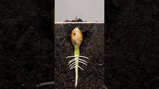 Life Of Plants  lifeofplants seedsowing timelapse garden houseplants niteshmeenaplants [upl. by Nedaj865]