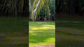 Captivating Encounter WhiteTailed Deer Visiting My Yard beautiful nature georgia [upl. by Nohsreg]