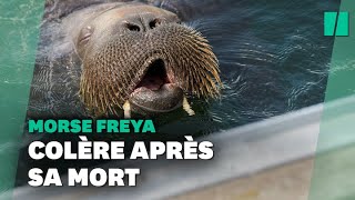 Le morse Freya star de lété en Norvège a été euthanasié [upl. by Nettie]