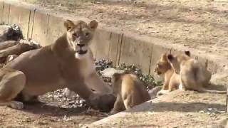 The life of lions lions and their cubs [upl. by Neahs]