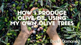 How I Produce Olive Oil Using My Own Olive Trees [upl. by Aloz690]