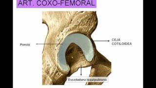 ARTICULACION DE LA CADERA [upl. by Nitsugua]