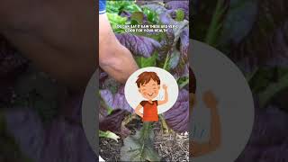 Growing and Harvesting Red Mustard Greens A Gardeners Guide [upl. by Mensch557]