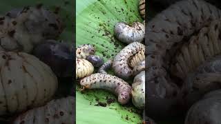 A collection of Batud or beetle larvae an exotic food is a favorite delicacy of Indigenous people [upl. by Starling]