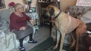 Great Dane Dog will have you Rolling On the Floor Laughing 😂 [upl. by Roderich]