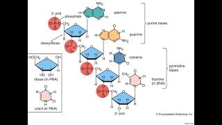 polymerization of nucleotide [upl. by Nalepka]