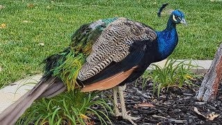 Peacock amp Peahen 🍀 Peacock feathers are slowly growing back 💚 PEACOCK LIFE 🦚 Lovely peackcock 🪶 [upl. by Job534]