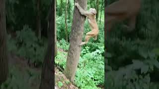 Prank monkey 🥰🤣 hah animals monkey funny [upl. by Barthold]